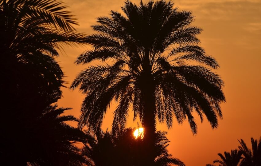 Fayoum tour from Cairo - Tunis Village