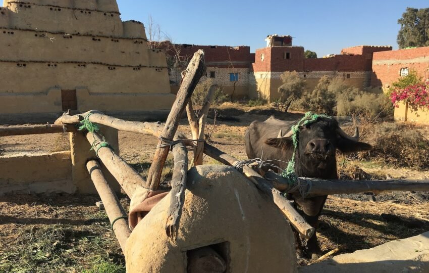 Fayoum tour from Cairo